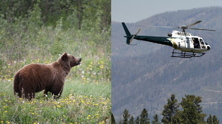 Oso grizzly mata a mujer en Montana; autoridades lo buscan