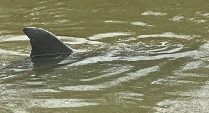 Logran con éxito rescate de los 2 delfines atrapados en canal de Sinaloa