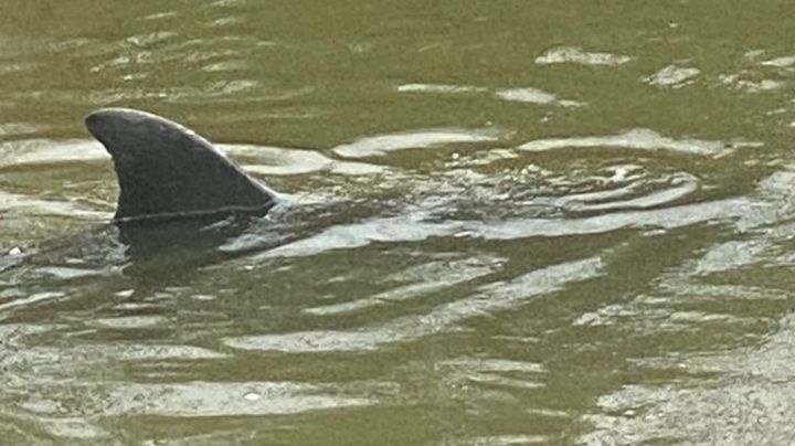Logran con éxito rescate de los 2 delfines atrapados en canal de Sinaloa