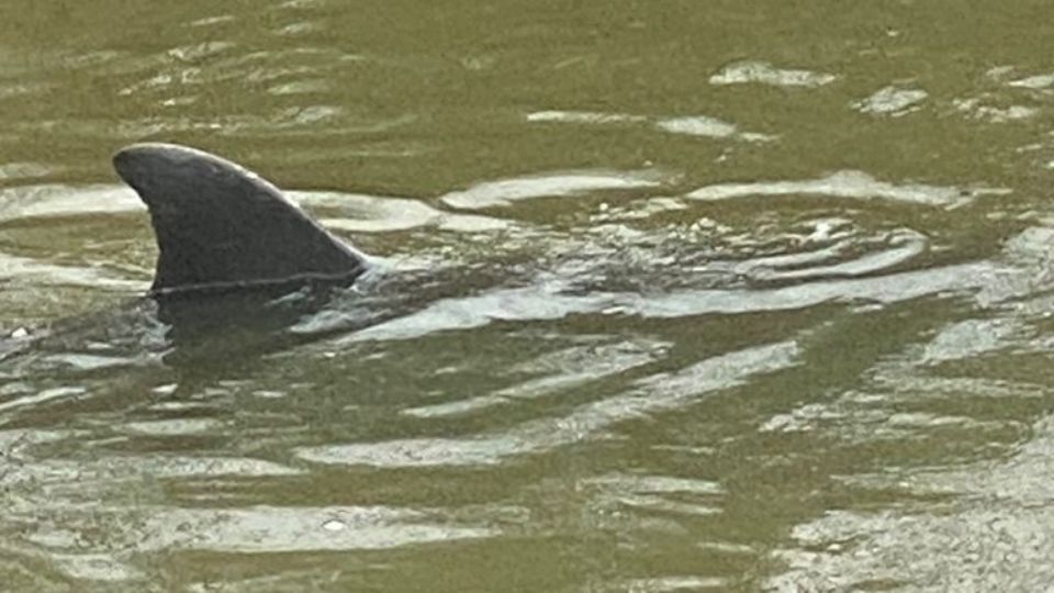 Entre 'lodo y basura' fue rescatado el segundo delfín atrapado en el canal de riego de Navolato, Sinaloa