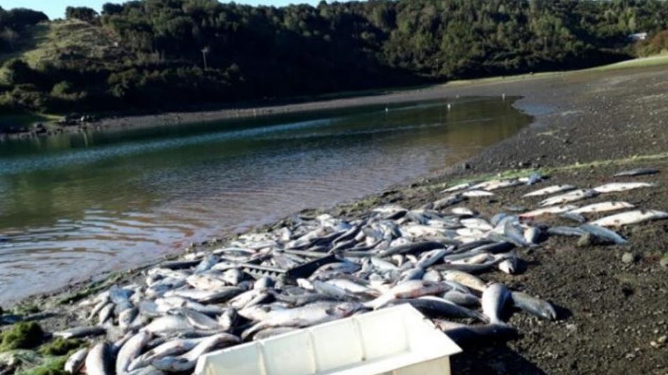 En Twitter, la policía de Noruega informó que una gran cantidad de salmones habían muerto debido a la filtración del cloro.