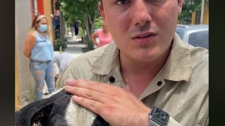 ¡Rescate animal! Lomito es rescatado de una infestación de garrapatas