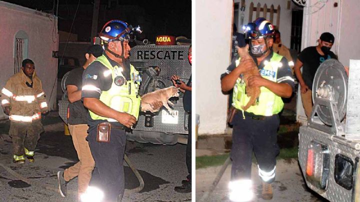 Incendio en refugio de mascotas; arriesgan su vida para rescatar perritos y gatitos