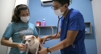 Abre primer Hospital Veterinario en Tamaulipas para lomitos y gatitos, ¿En dónde se ubica?