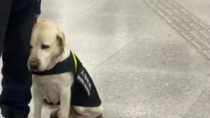 FOTOS: ¡Morirás de ternura! Perro policía se queda dormido en horario laboral