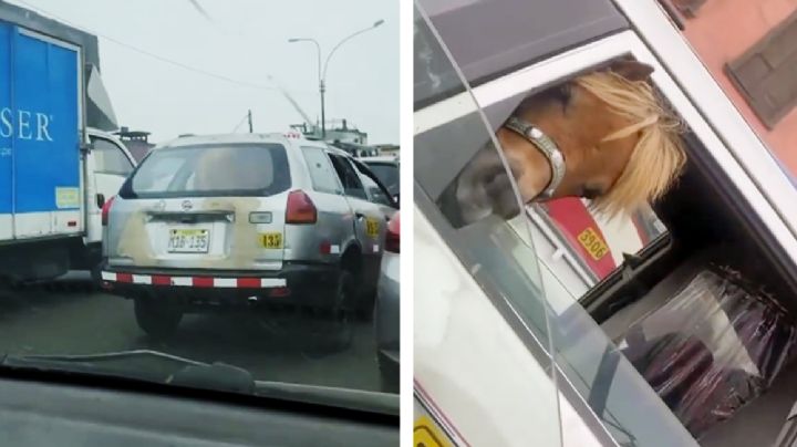 VIDEO VIRAL: Caballo que viajaba en taxi saluda a conductores de otro auto