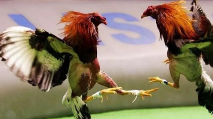 Aprueban "otra vez" peleas de gallos como Patrimonio Cultural en Hidalgo