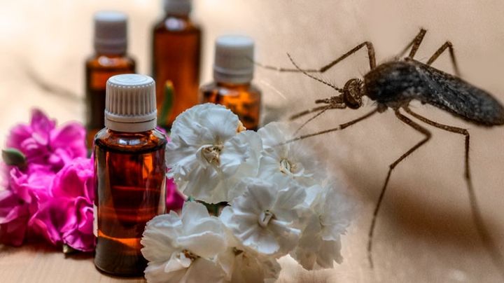 ¡No sufras más! Un repelente de mosquitos casero te ayudará a ahuyentarlos