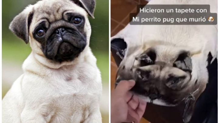 ¿Cruella de Vil eres tú ?: Joven convirtió la piel de su perro en un tapete
