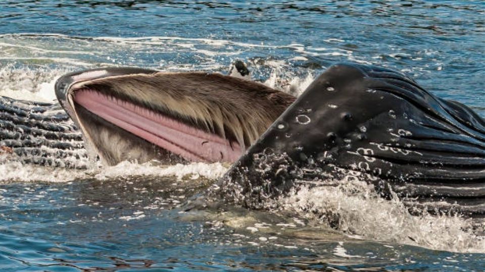 La ballena joven se asustó y expulsó al buzo de forma violenta