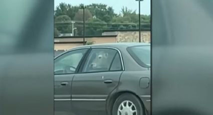 Video Viral: Vaca dentro de un auto hace fila en el Drive-thru de McDonalds  ¿comprará una hamburguesa?