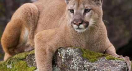 Madre golpea con sus propias manos a un puma que atacó a su hijo de cinco años