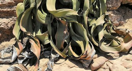 Los misterios de Welwitschia, la planta que no puede morir