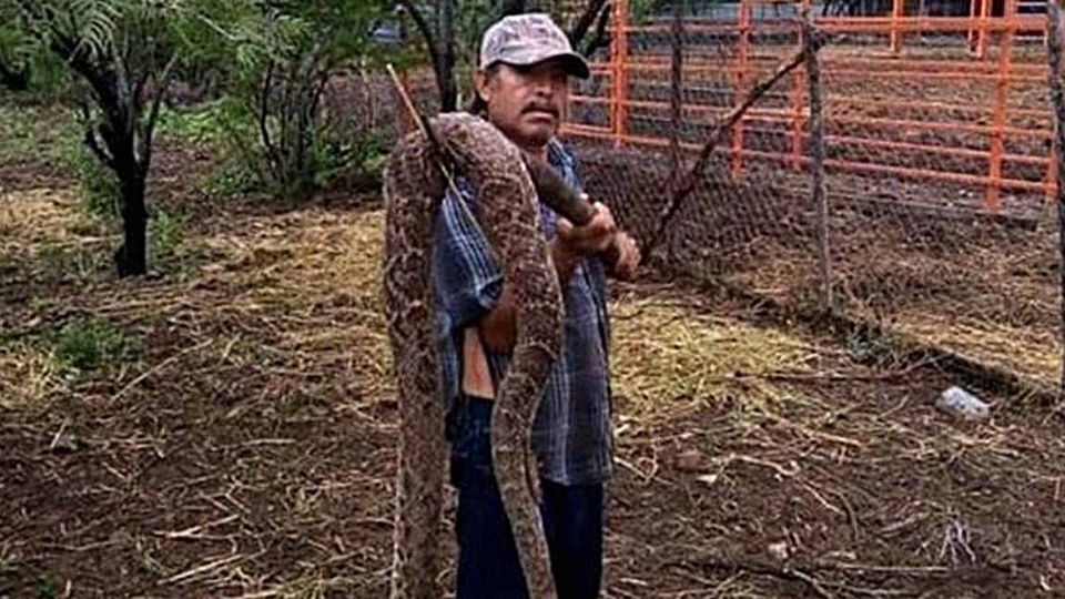 La enorme serpiente fue sacrificada