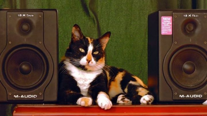 Mi pobre angelito gatuno: Un gato enciende el equipo de música y hace llamar a los policías