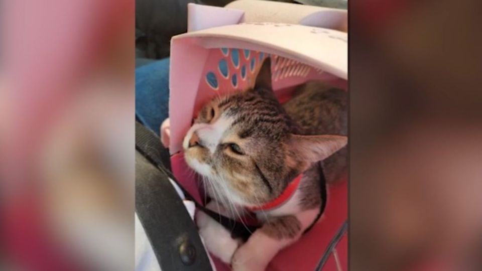 Él es Arnoldo, el gato que se ganó el corazón de una familia de migrantes salvadoreños.