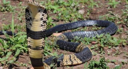 ALERTA: Cobra venenosa anda suelta en Dallas; buscan en vecindario pero no la hallan