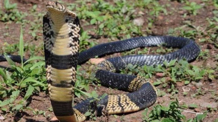 ALERTA: Cobra venenosa anda suelta en Dallas; buscan en vecindario pero no la hallan