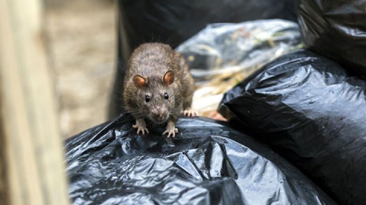 Coronavirus: Estudio revela que variante Beta también infecta a ratones