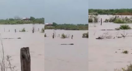 VIDEO: Captan enorme cocodrilo en inundaciones de Sinaloa por paso de huracán 'Nora'