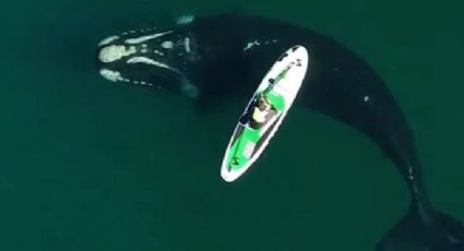 ¡Impresionante! El mejor video con dron de una ballena franca austral