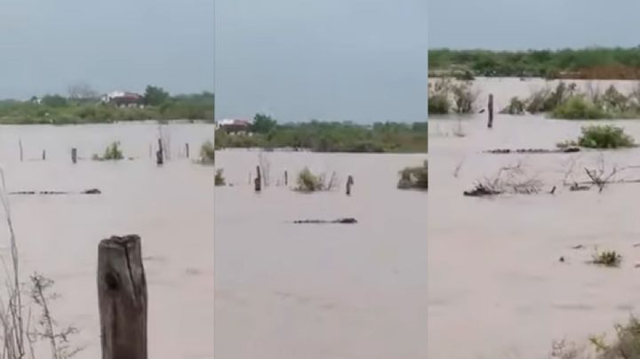 VIDEO: Captan enorme cocodrilo en inundaciones de Sinaloa por paso de huracán 'Nora'