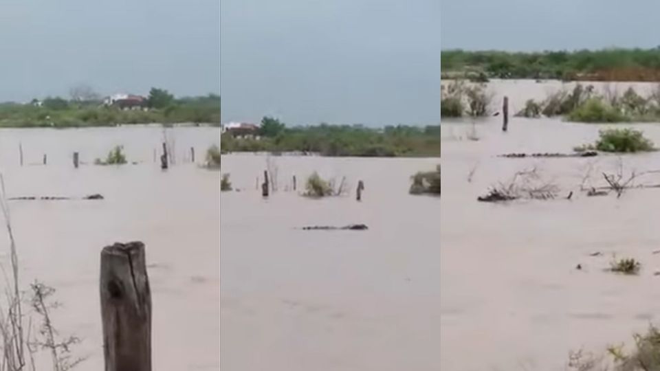 Imágenes muestran al reptil avanzando entre las inundaciones causadas por el huracán 'Nora'