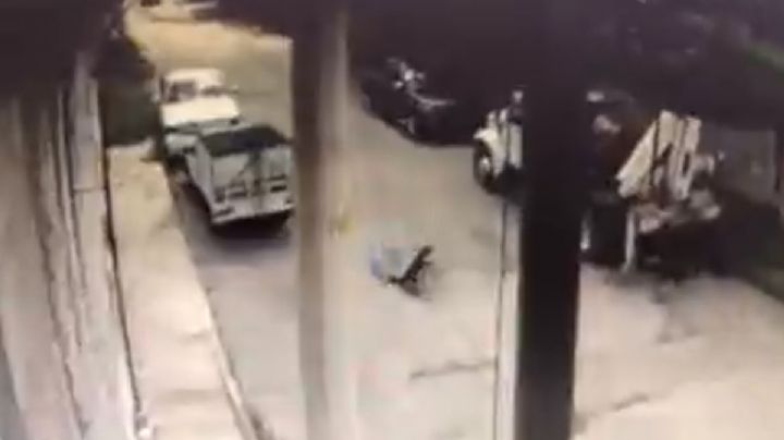 VIDEO: Policías atropellan intencionalmente a perrito Husky “Rolo”