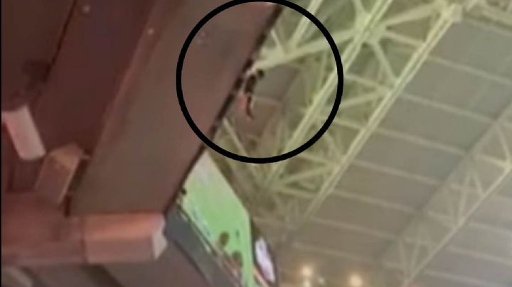 VIDEO: ¡Gato con suerte! Fanáticos atrapan al animal que cayó del techo de un estadio