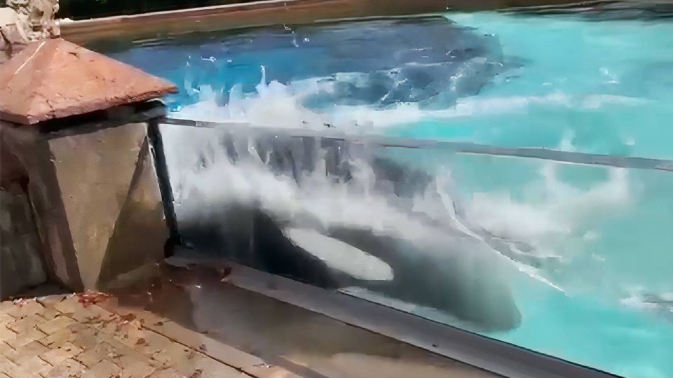 Kiska es la última orca que sobrevive en este parque acuático donde ha permanecido décadas encerrada.