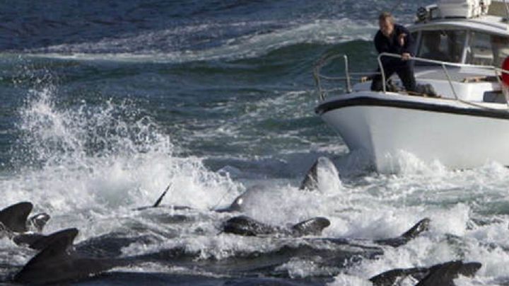 VIDEO: Indigna matanza récord de delfines en un día en las Islas Feroe