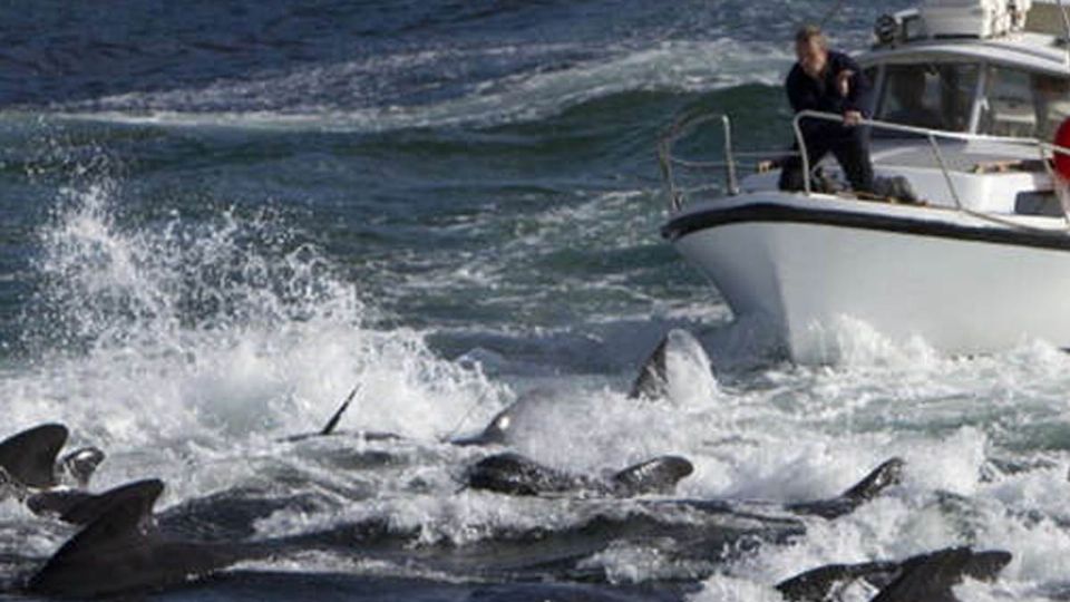 El gobierno local de las islas defendió este martes la matanza
