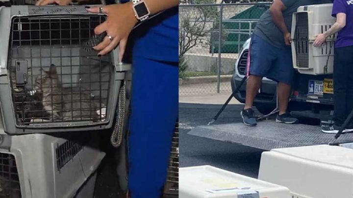 Más de 100 animales llegan a San Antonio tras ser evacuados de Luisiana