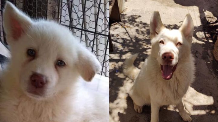 ¡Justo en el cora! Simón vive en un refugio para perros, con la promesa más amorosa de su pequeño dueño