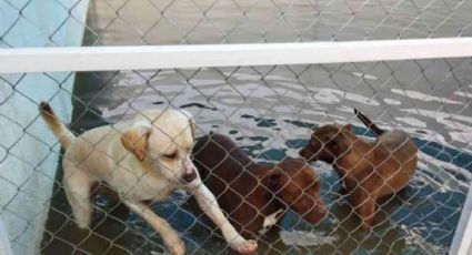 Refugio de perros en peligro por crecida del río San Juan