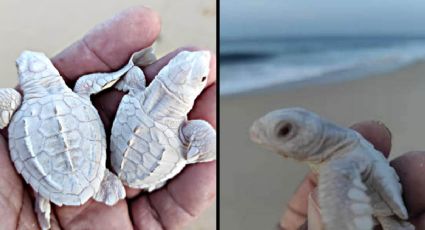 Tortugas albinas nacen en Los Cabos, Baja California Sur