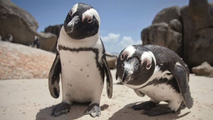 Mueren pingüinos de Sudáfrica por picaduras de abeja