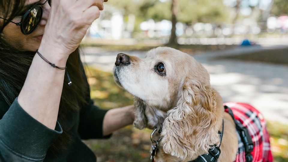 En Nuevo Laredo, se estará vacunando a perros y gatos contra la rabia de manera gratuita