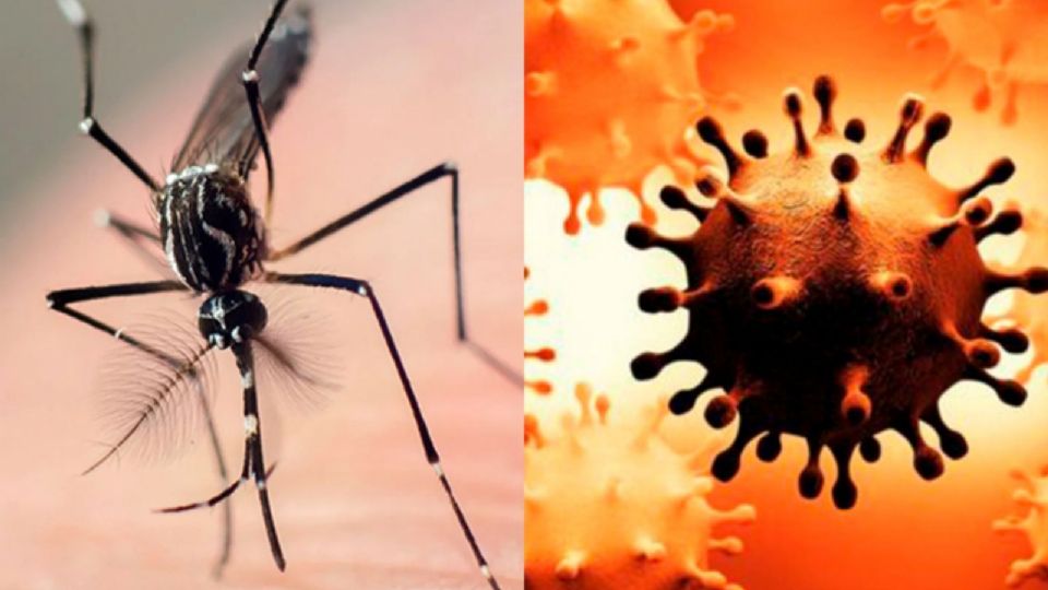 La covid-19 y el dengue presentan un cuadro clínico similar al incio