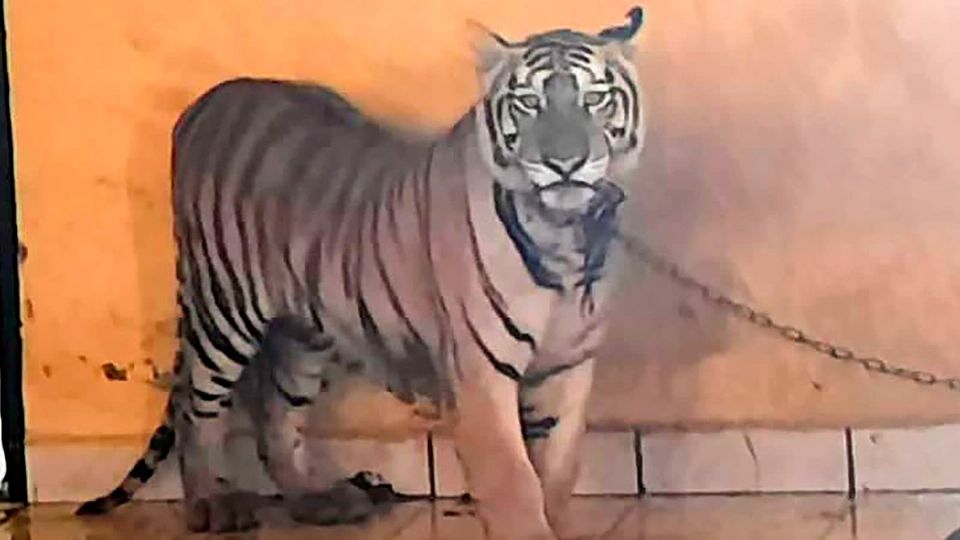 El felino se encontraba encadenado dentro de una habitación