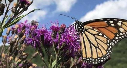 Cruzan las primeras mariposas Monarca; pasan por Coahuila