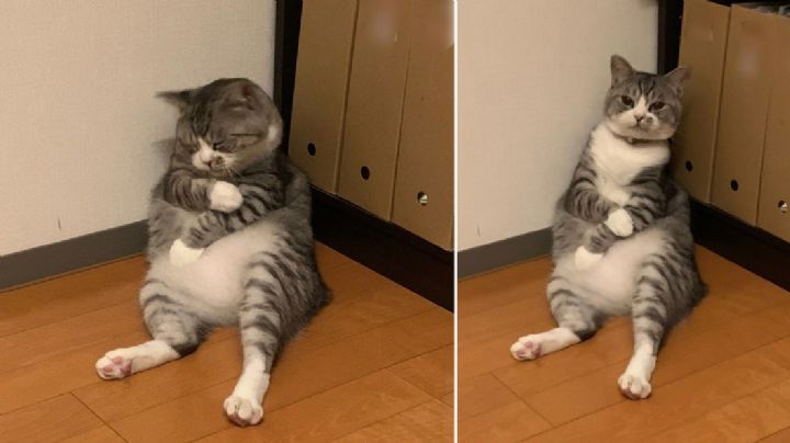 Gato que se duerme se hace ¡Meme!, el tierno michi que inundó internet