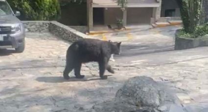 VIDEO: Oso negro se mete a casa en San Pedro, Nuevo León y se come unos fritos