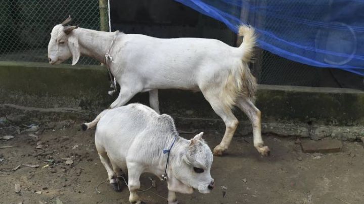 Record mundial a Rani, la vaca más pequeña del mundo