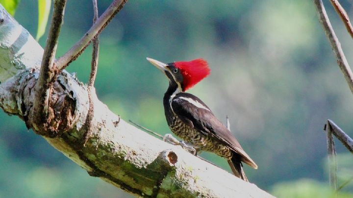 Declaran extinto al pájaro carpintero real y a más de 20 especies