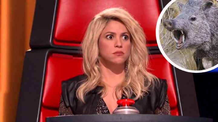 (VIDEO) Shakira y su hijo son atacados por dos jabalIes