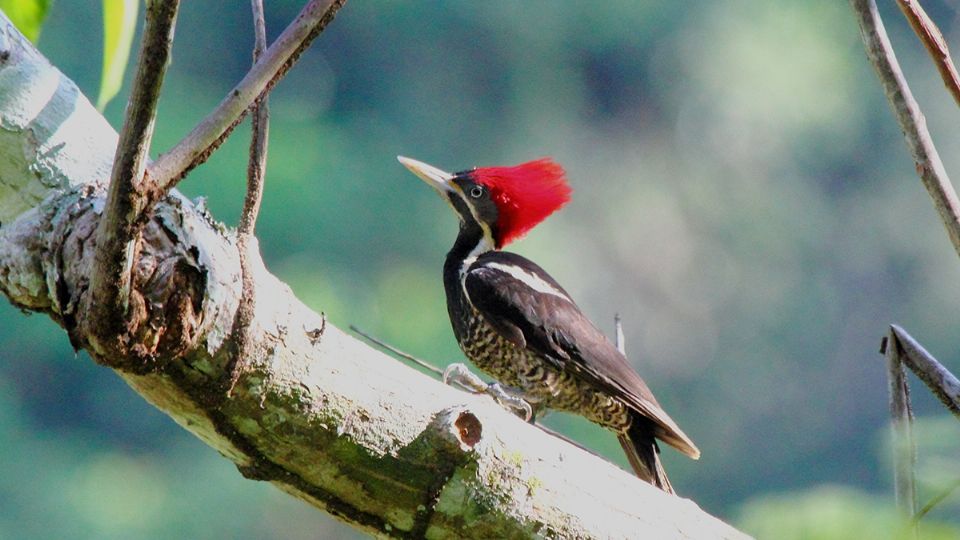 Esta ave y otras 22 especies fueron declaradas extintas en Estados Unidos