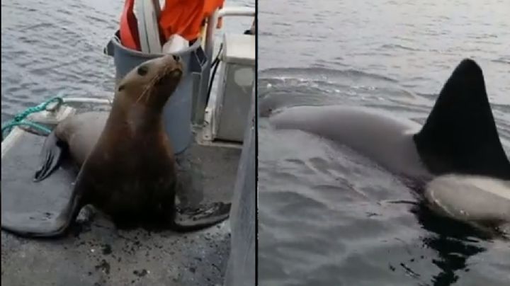 VIDEO: ¿Crueldad? Mujer echa de su barco a león marino que se escondía de orcas
