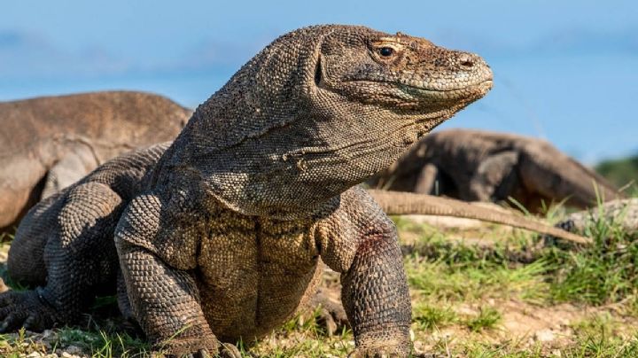 El dragón de Komodo es declarado animal en peligro de extinción