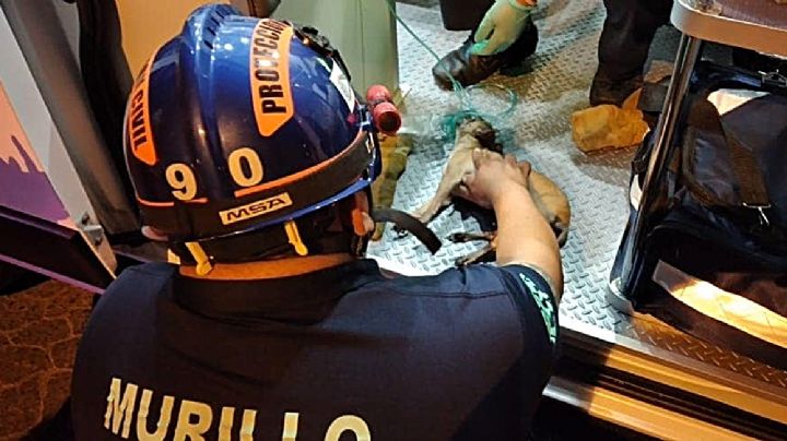 Chihuahuita revivida por elementos de PC está viva y estable